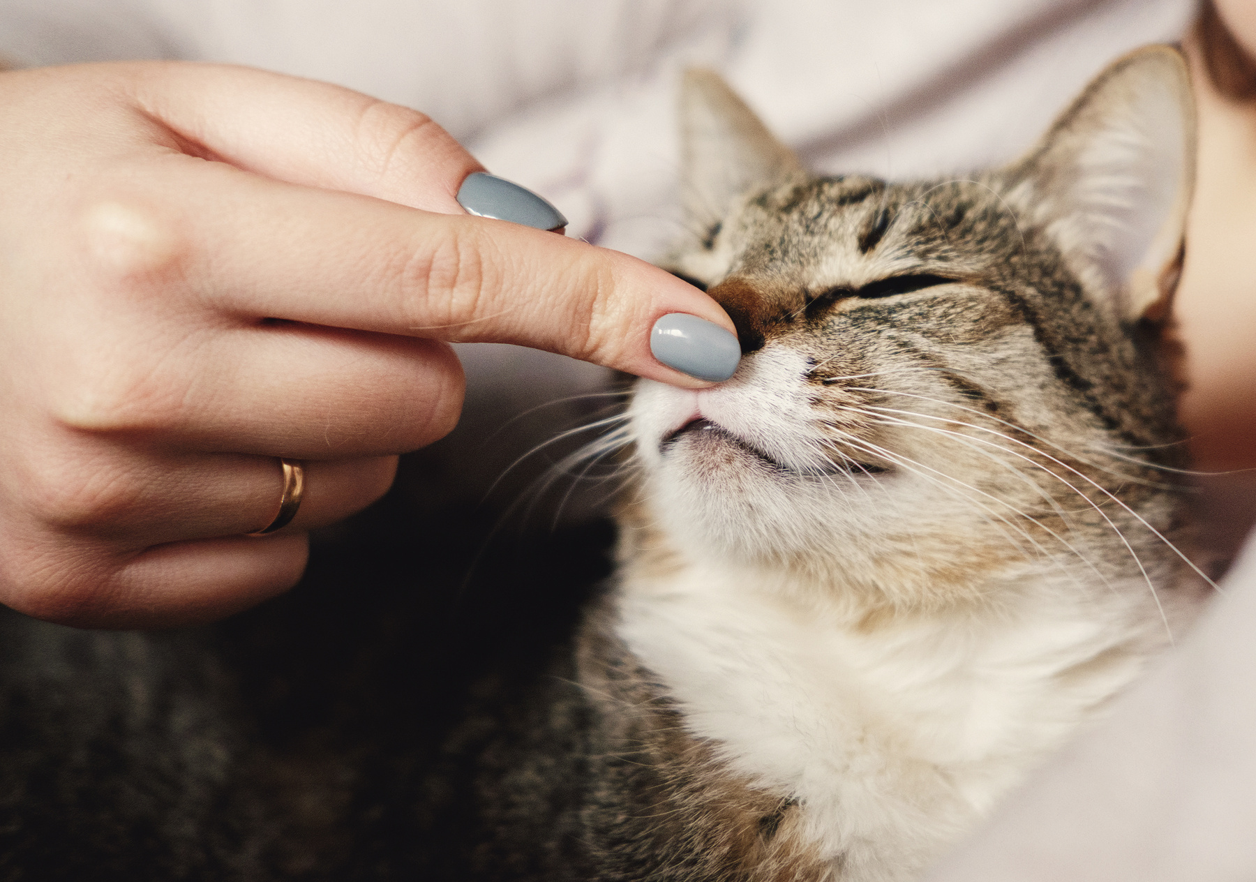 A finger booping a cat nose