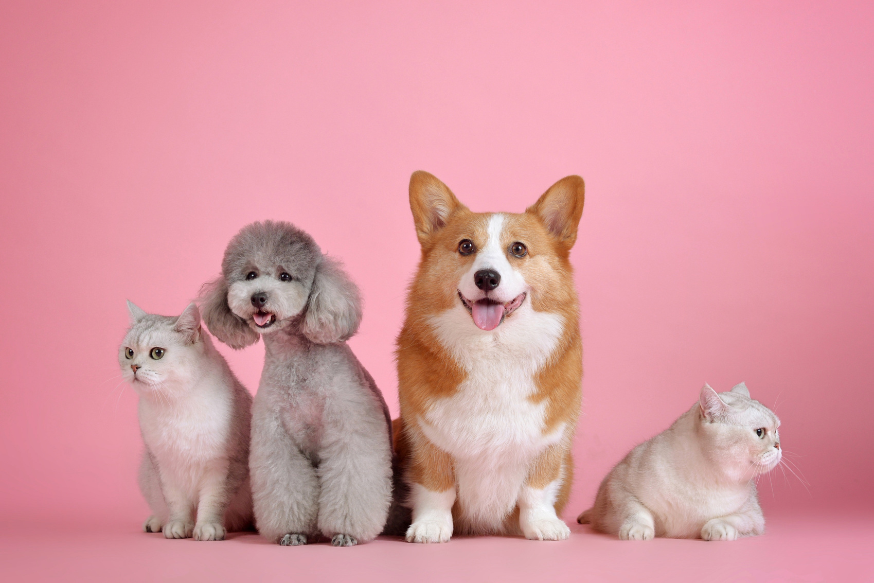 Cats and dogs sitting against a pink background