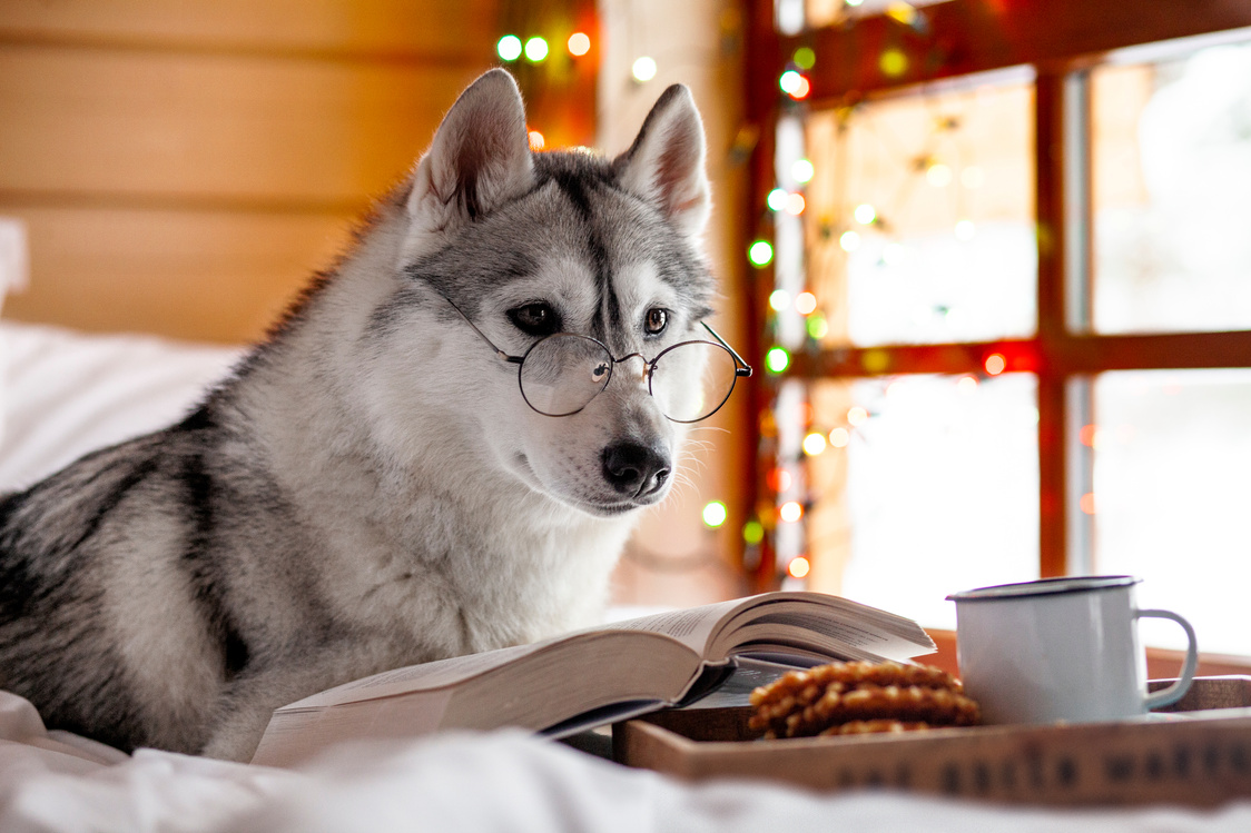 Husky dog reading a book while wearing glasses