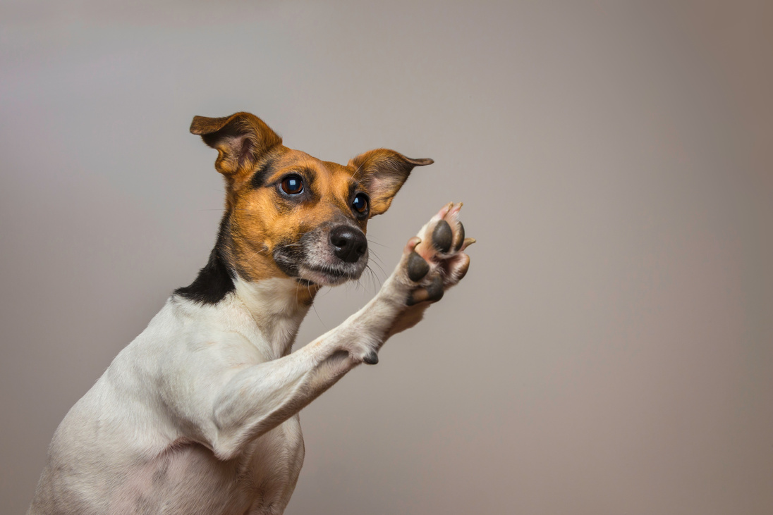 Little dog giving a high-five.